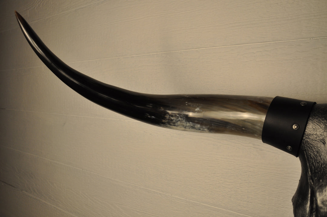 MIDNIGHT - 3' 3" Longhorn Skull