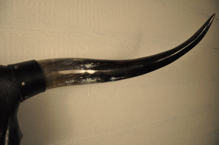 MIDNIGHT - 3' 3" Longhorn Skull