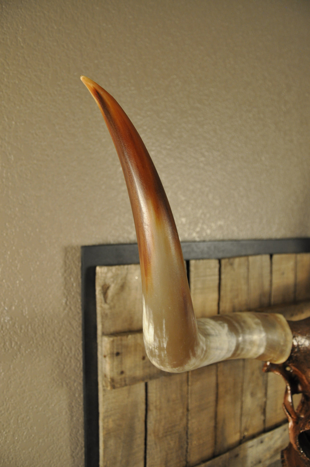 COPPERHEAD - 3' 3" Longhorn Skull