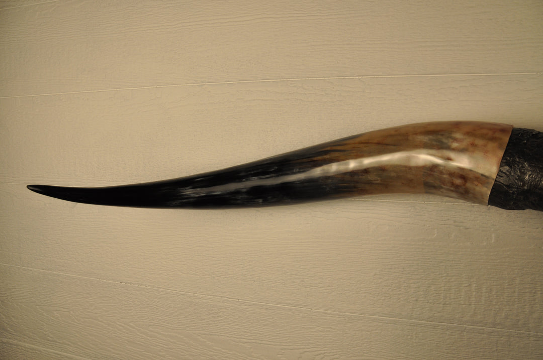 DIABLO - 5' 9" Longhorn Bull Skull
