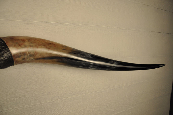DIABLO - 5' 9" Longhorn Bull Skull