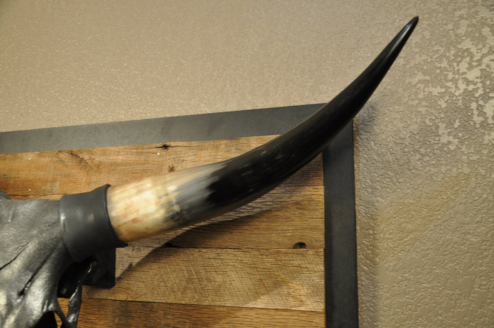 TOUGH LUCK - 4' 1/2" Longhorn Skull