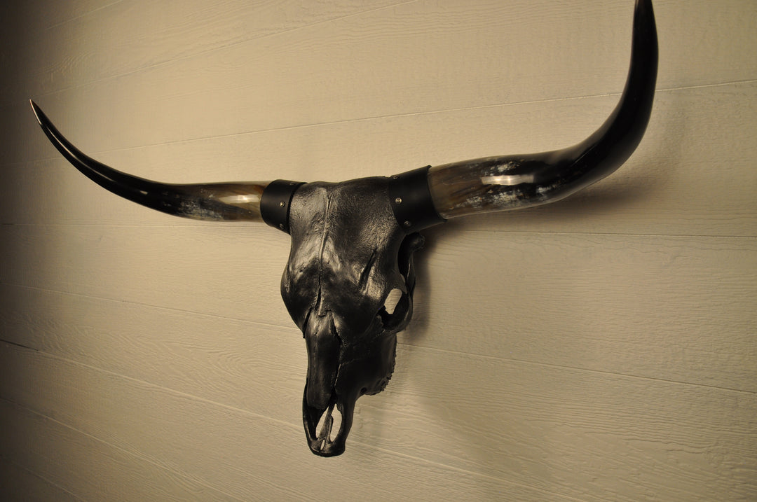 MIDNIGHT - 3' 3" Longhorn Skull