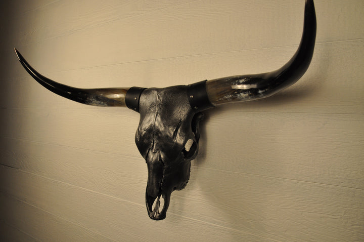 MIDNIGHT - 3' 3" Longhorn Skull