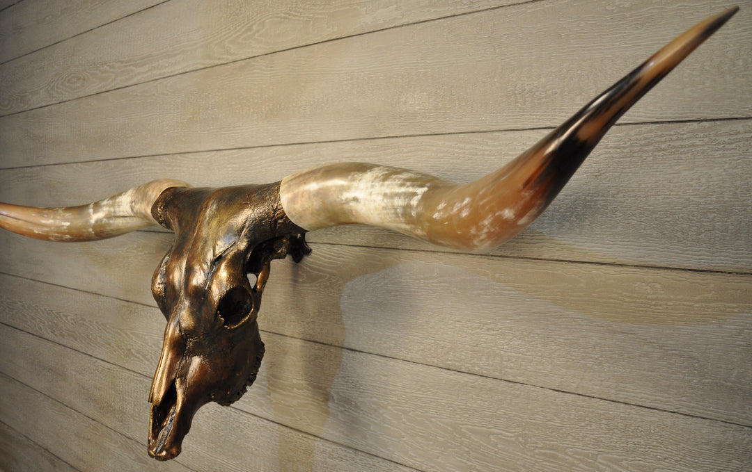 MAVERICK - 5' 6" Longhorn Skull