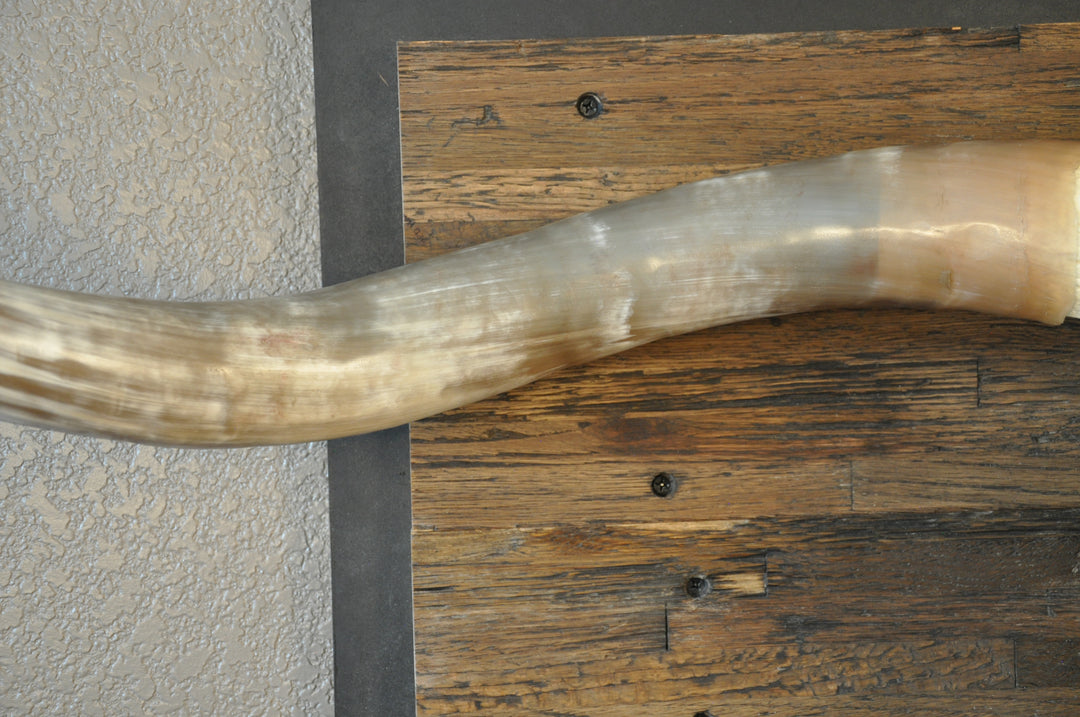 CLEAR PARTY - 6' 8" Longhorn Skull