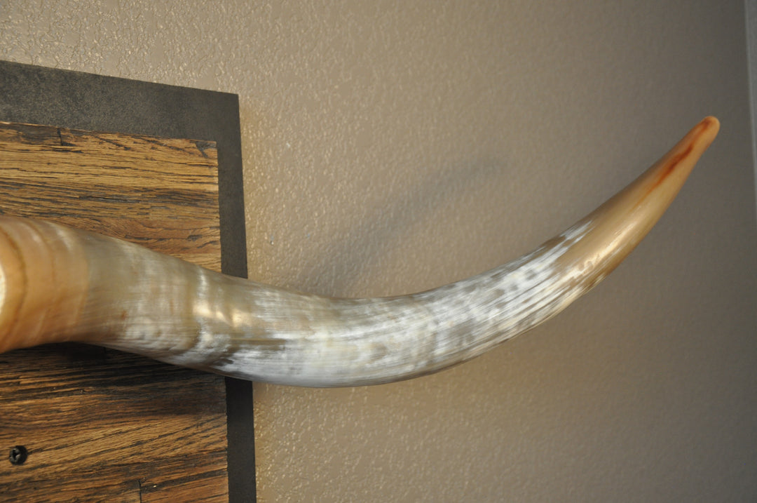 CLEAR PARTY - 6' 8" Longhorn Skull