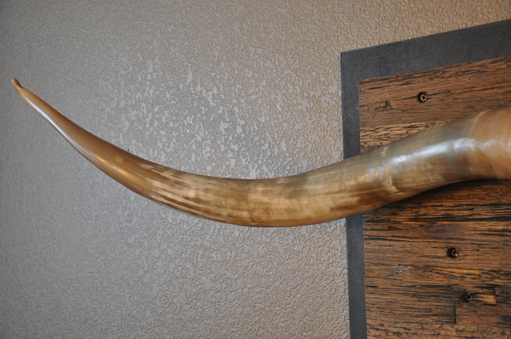 CLEAR PARTY - 6' 8" Longhorn Skull