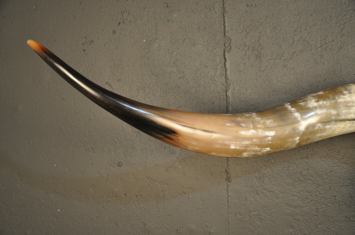 MAVERICK - 5' 6" Longhorn Skull