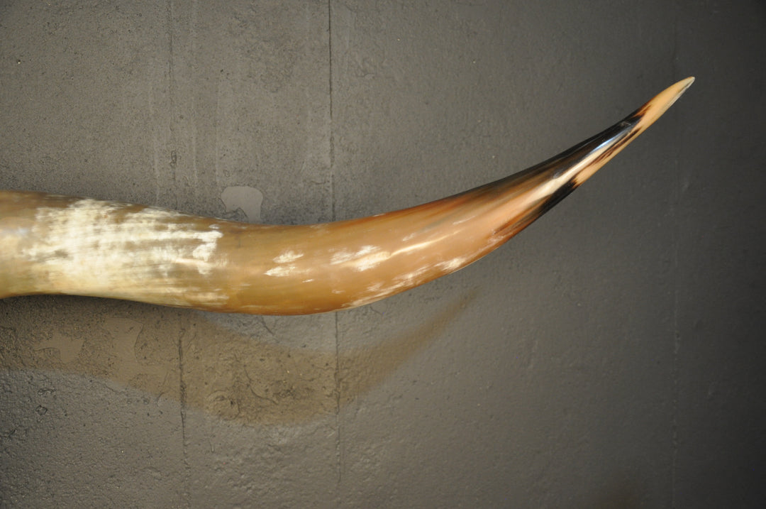 MAVERICK - 5' 6" Longhorn Skull