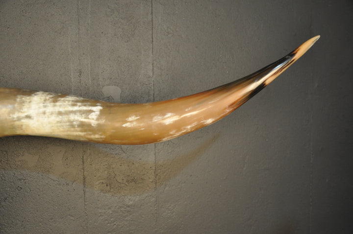 MAVERICK - 5' 6" Longhorn Skull