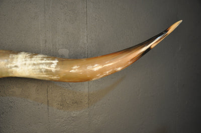 MAVERICK - 5' 6" Longhorn Skull