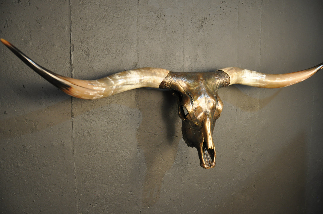 MAVERICK - 5' 6" Longhorn Skull