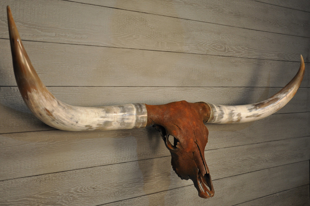 ROUGH & READY - 5' 9" Longhorn Skull