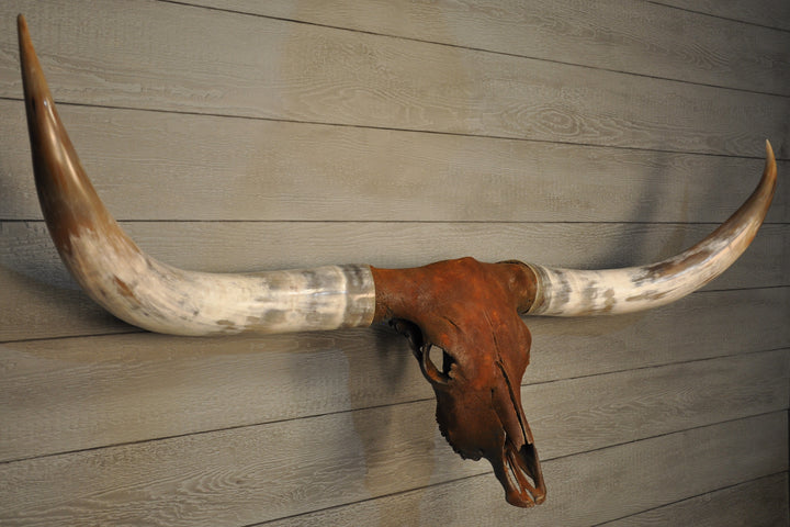 ROUGH & READY - 5' 9" Longhorn Skull