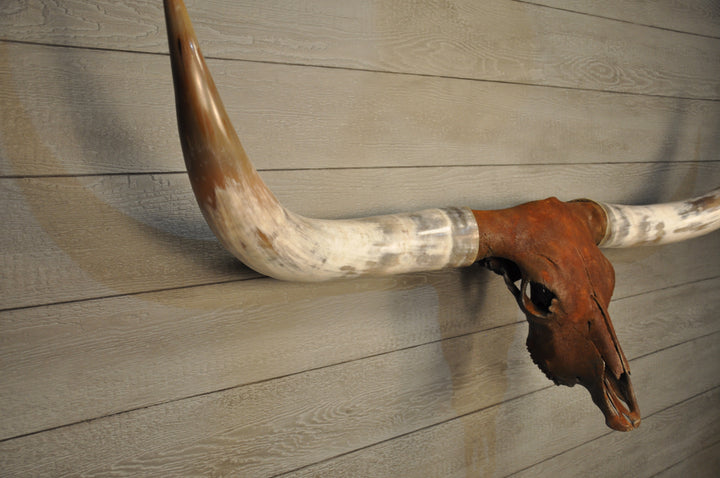 ROUGH & READY - 5' 9" Longhorn Skull