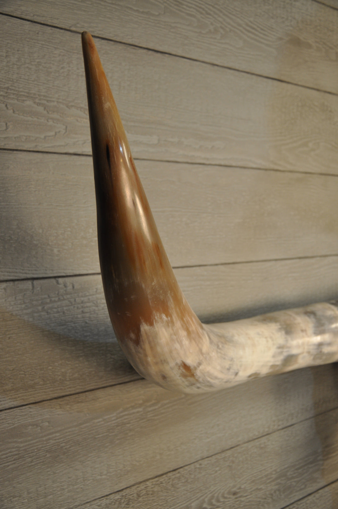 ROUGH & READY - 5' 9" Longhorn Skull