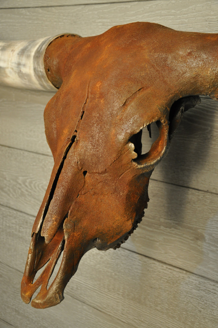 ROUGH & READY - 5' 9" Longhorn Skull