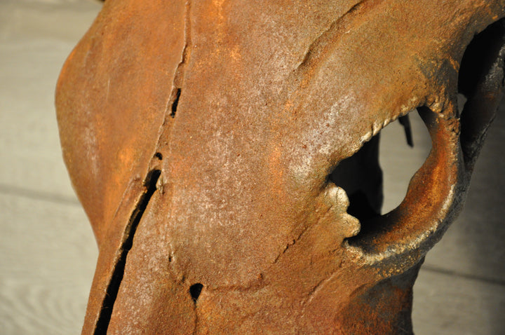 ROUGH & READY - 5' 9" Longhorn Skull