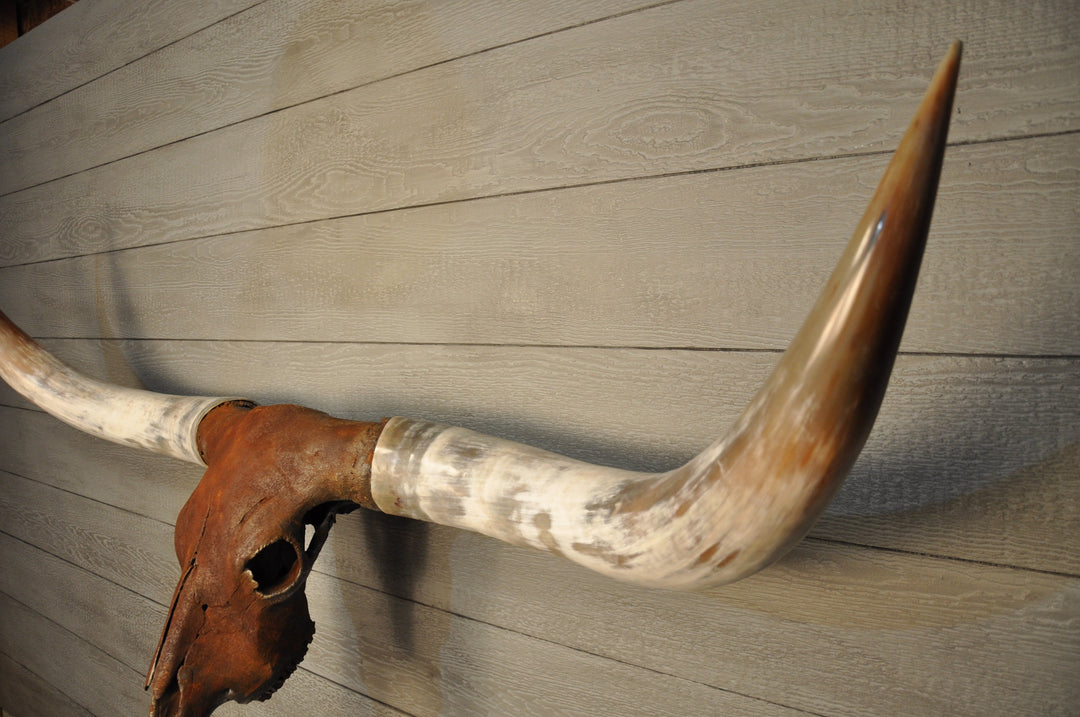 ROUGH & READY - 5' 9" Longhorn Skull