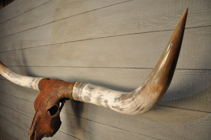 ROUGH & READY - 5' 9" Longhorn Skull