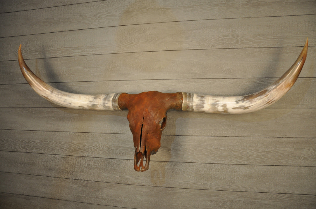ROUGH & READY - 5' 9" Longhorn Skull