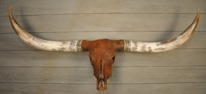 ROUGH & READY - 5' 9" Longhorn Skull