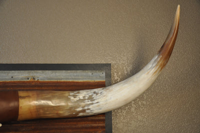 BIG RED - 5' 2" Longhorn Bull Skull