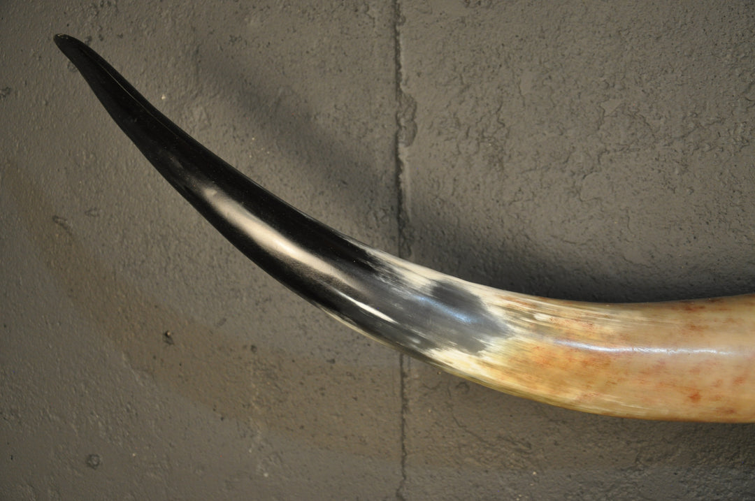 ARIZONA TWILIGHT - 5' 2" Longhorn Skull