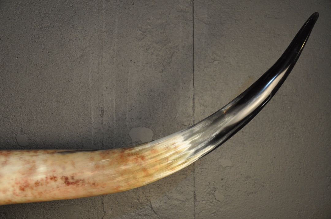 ARIZONA TWILIGHT - 5' 2" Longhorn Skull