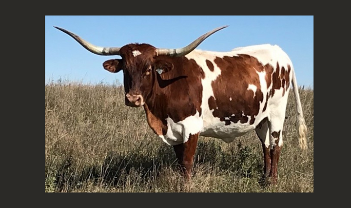 SPIRIT OF TEXAS - 5' 3" Longhorn Skull