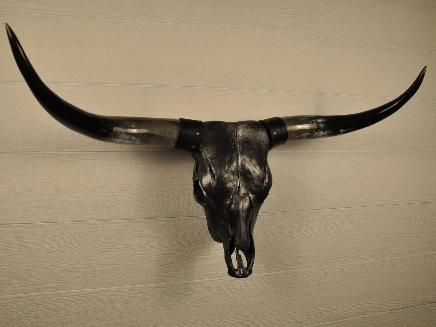 MIDNIGHT - 3' 3" Longhorn Skull