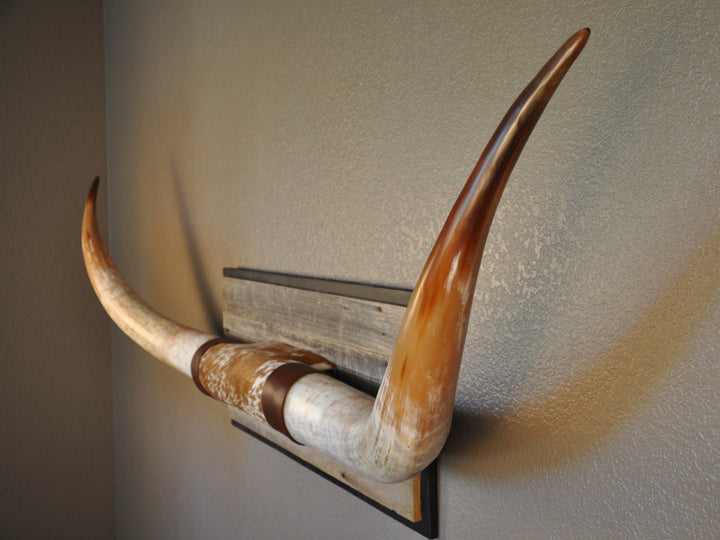 MIMOSA - 6' 7" Longhorn Mount