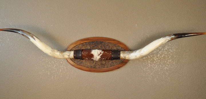 PERFECT SURPRISE - 6' 5" Longhorn Mount