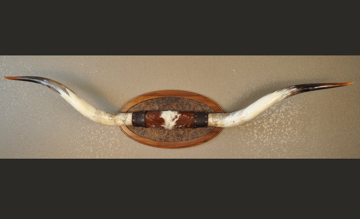 PERFECT SURPRISE - 6' 5" Longhorn Mount