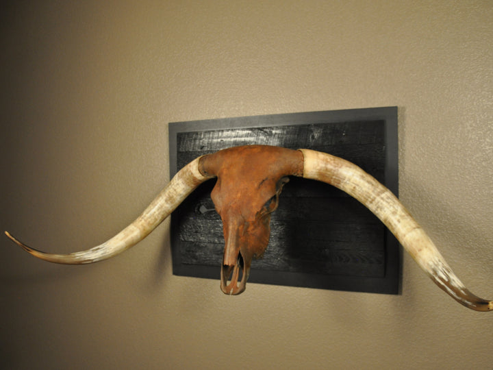 ROUGH RIDER - 5' 3" Longhorn Bull Skull
