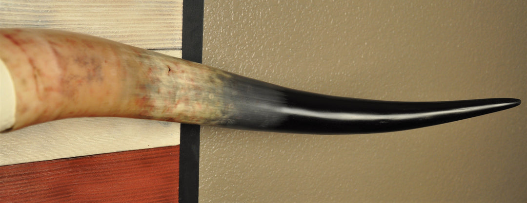 SPIRIT OF TEXAS-II - 5' 5" Longhorn Skull