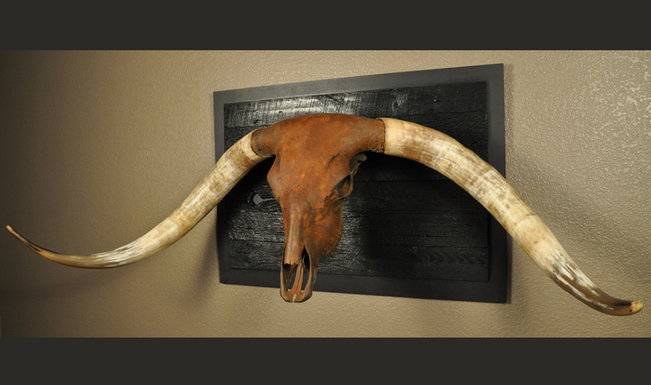 ROUGH RIDER - 5' 3" Longhorn Bull Skull