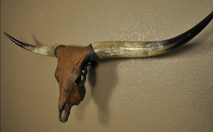 TEXAS RUST - 5' 1" Longhorn Skull