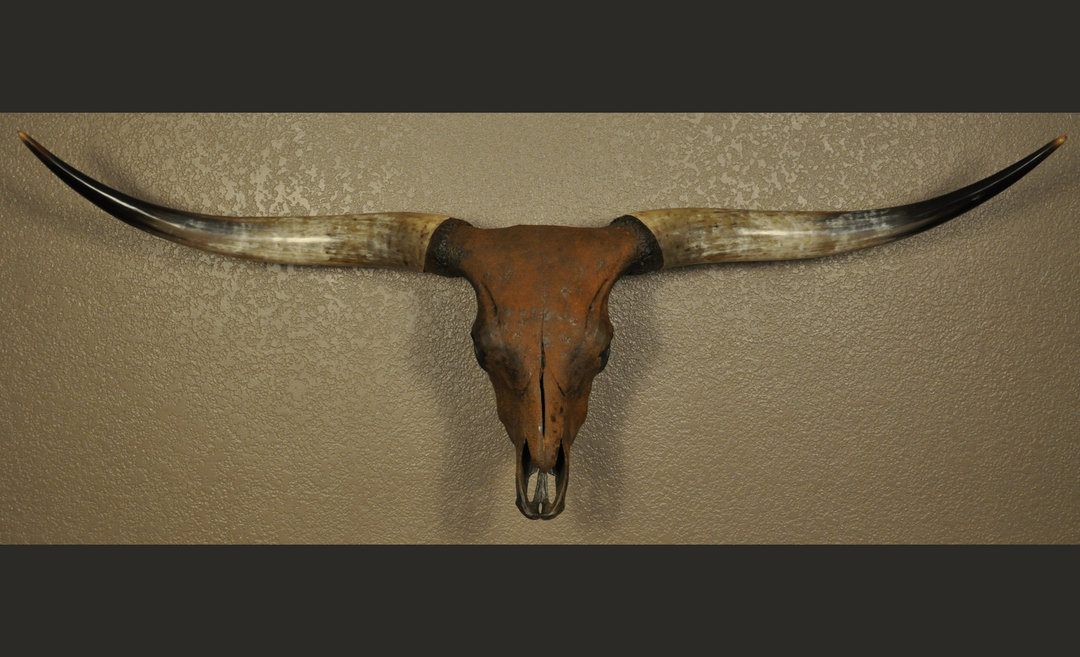 TEXAS RUST - 5' 1" Longhorn Skull