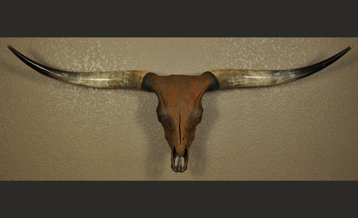 TEXAS RUST - 5' 1" Longhorn Skull