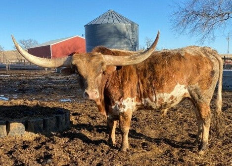 BIG RED - 5' 2" Longhorn Bull Skull