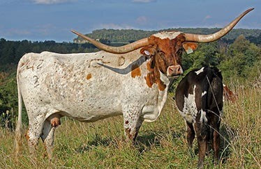 CLEAR PARTY - 6' 8" Longhorn Skull