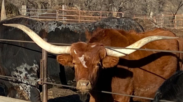 PERFECT SURPRISE - 6' 5" Longhorn Mount