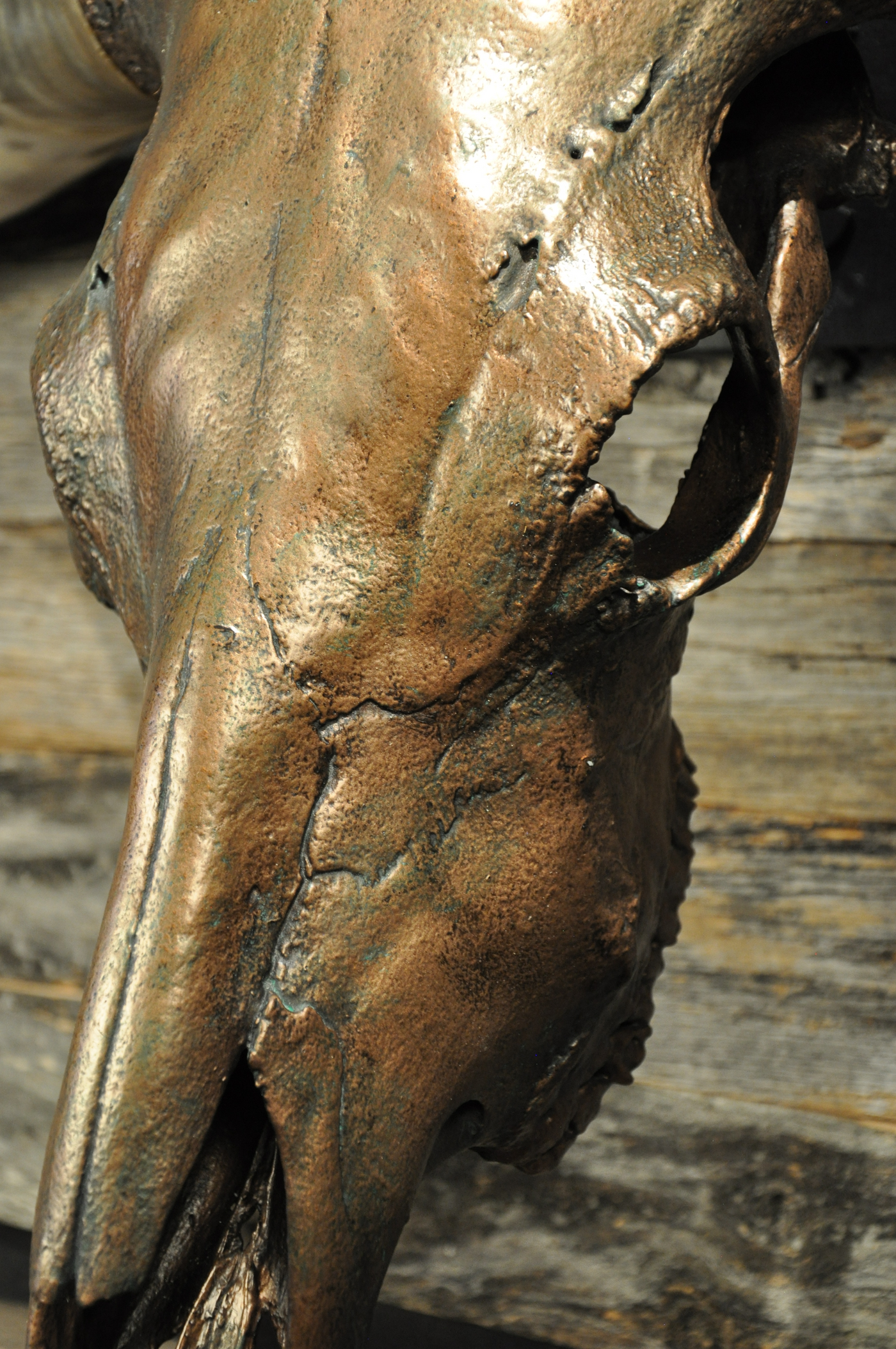 DOLLY DIAMOND - 6' 2" Longhorn Skull