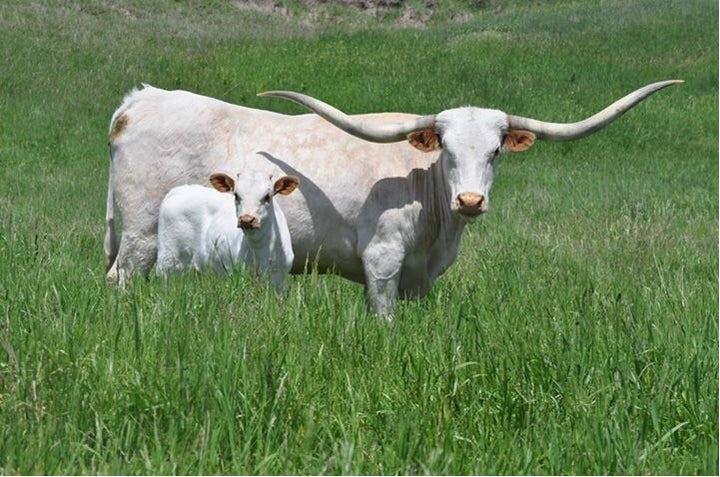 DOLLY DIAMOND - 6' 2" Longhorn Skull